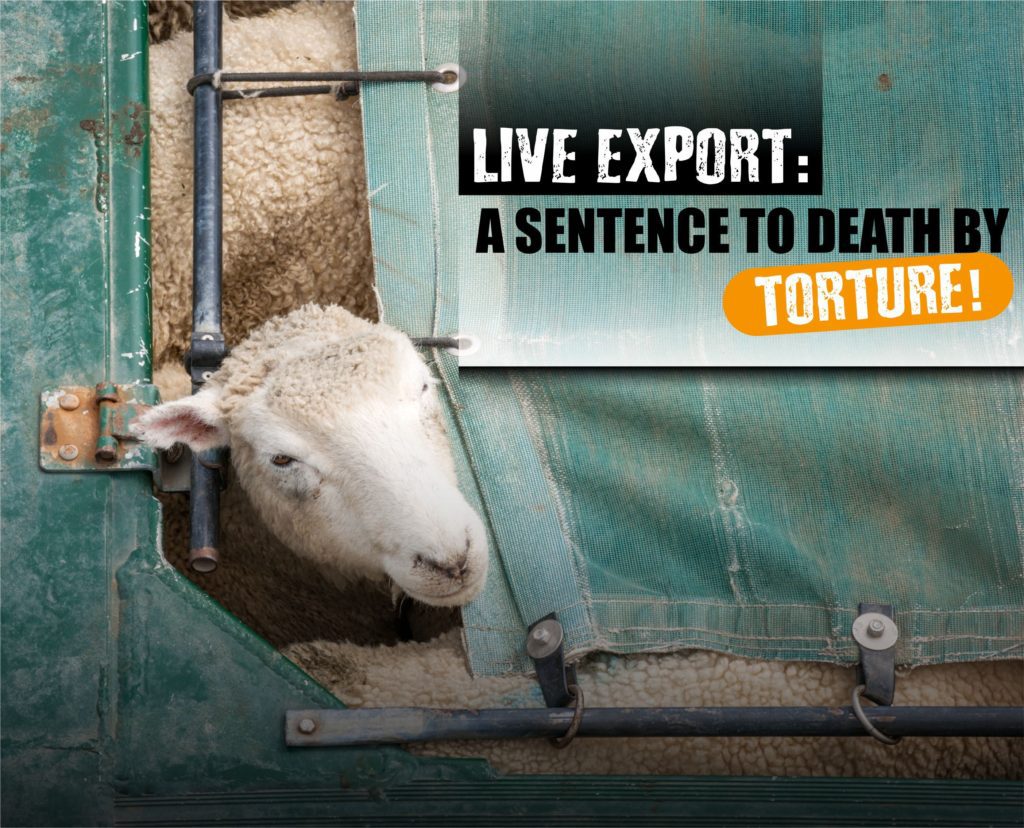 लाइव निर्यात: अत्याचार से मौत की सजा
