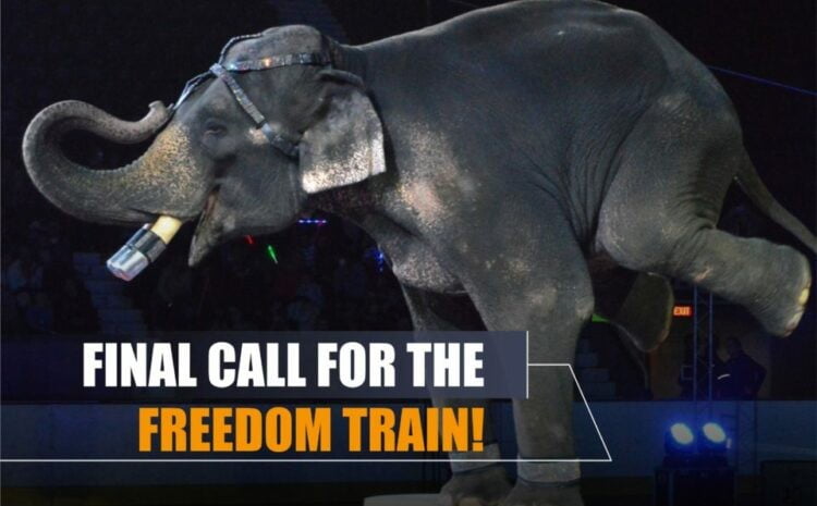 Final Call For Freedom Train