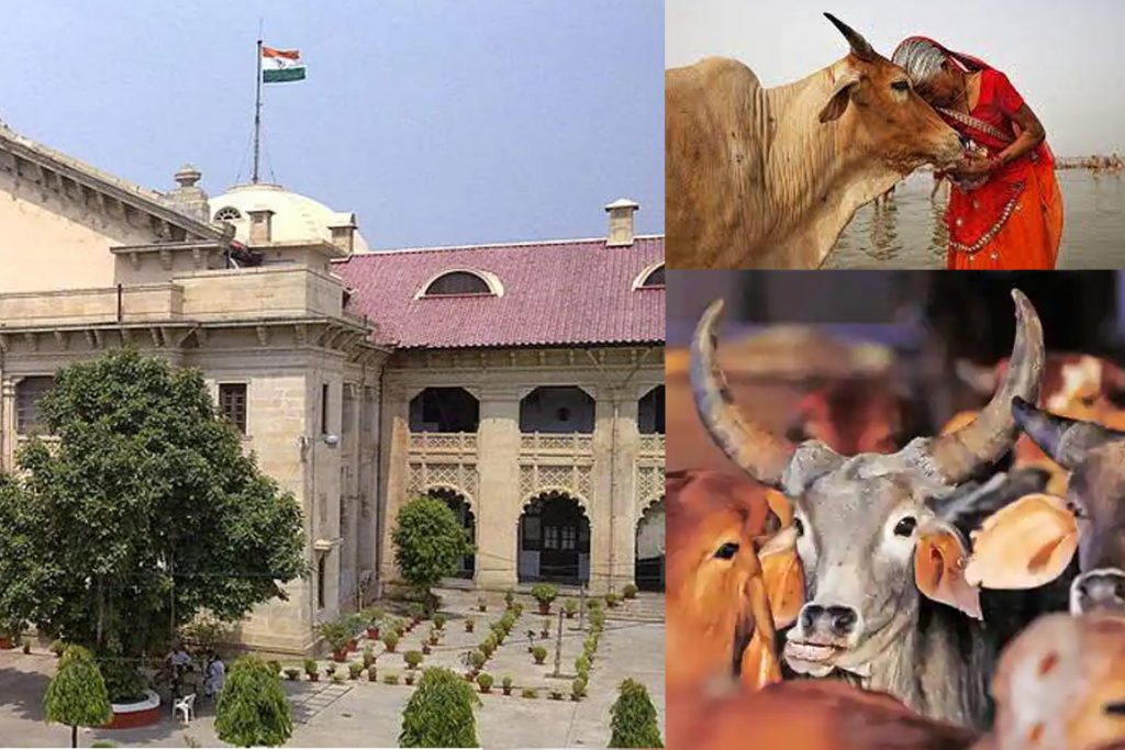 અલ્હાબાદ હાઈકોર્ટની ગાયને લઈને મોટી ટિપ્પણી – ‘ગાય ભારતની સંસ્કૃતિ છે, રાષ્ટ્રીય પશુ જાહેર કરો’