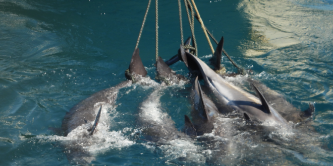 प्रजातियां जो समुद्र पर अवैध गतिविधियों से ग्रस्त हैं।