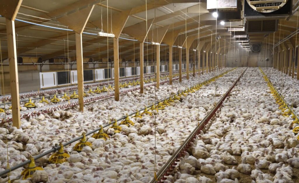 Chickens are the most populous farmed animal