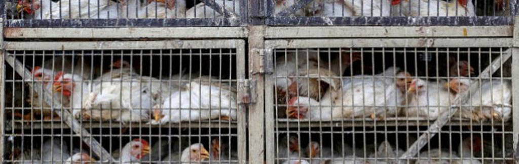 India’s cruelty towards chickens is unbearably horrifying