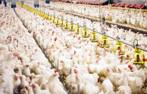 WHAT IS LIFE LIKE FOR CHICKENS IN FACTORY FARMS?