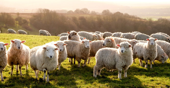ऊन पहनने का मतलब भेड़ों को चोट पहुँचाना क्यों है