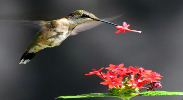 Loving Hummingbirds To Death: Thousands Die Annually From Commercial Nectar