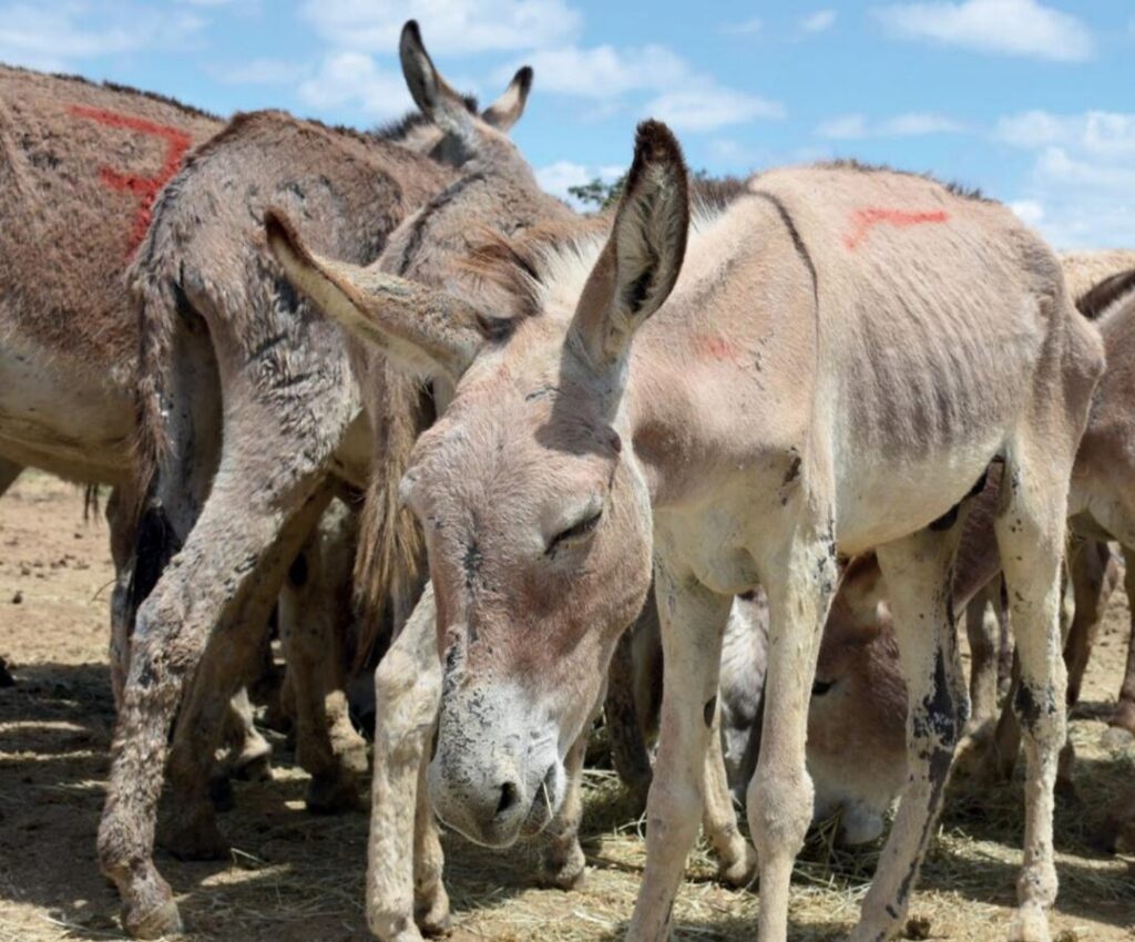 The Donkey Sanctuary’s latest report on the skin trade reveals that at least 5.9 million donkeys are now slaughtered every year to meet escalating demand for ejiao, a traditional Chinese remedy, made using their skins.