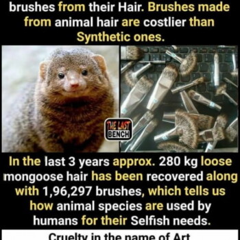 Fur Violence